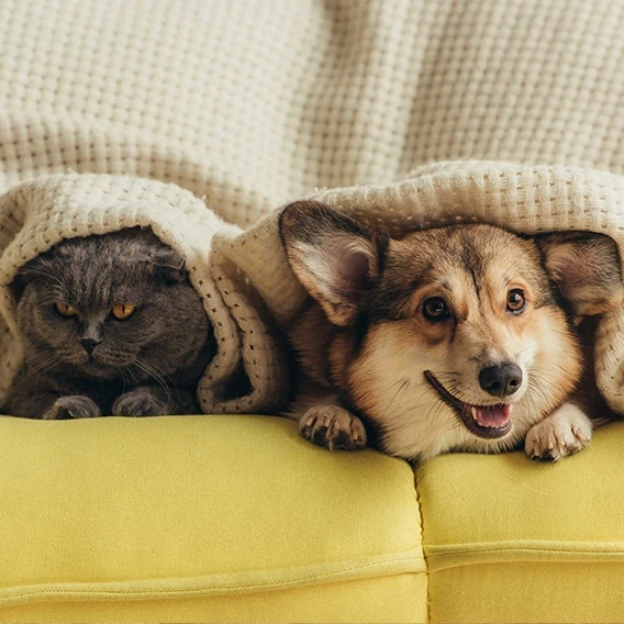 cat and dog under a blanket