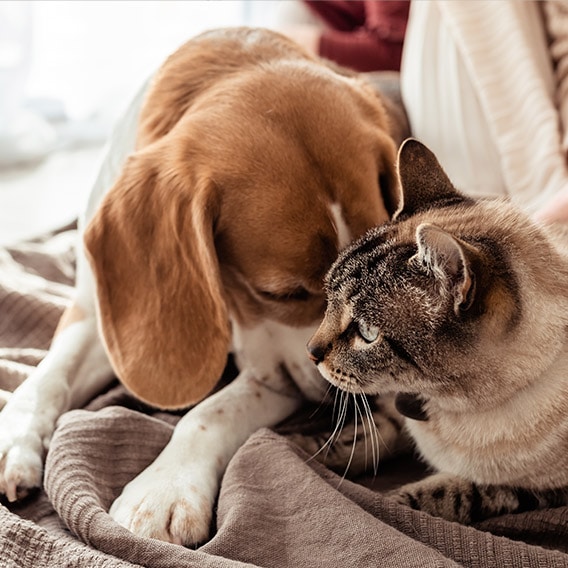 dog and cat snuggling on a blanket