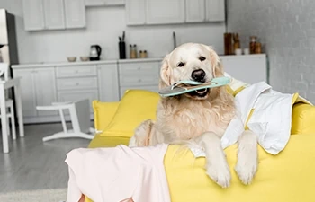 home cleaning for pet owners