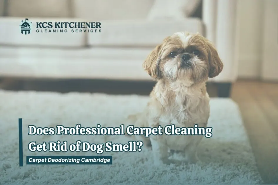 cute dog sitting on white carpet